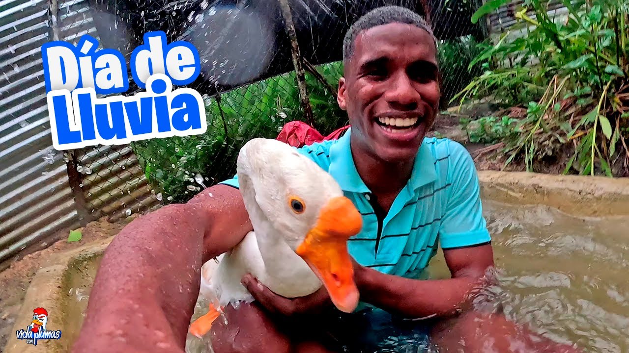 Día de lluvia en el gallinero ⛈️ Entré a bañar con mi Ganso😲