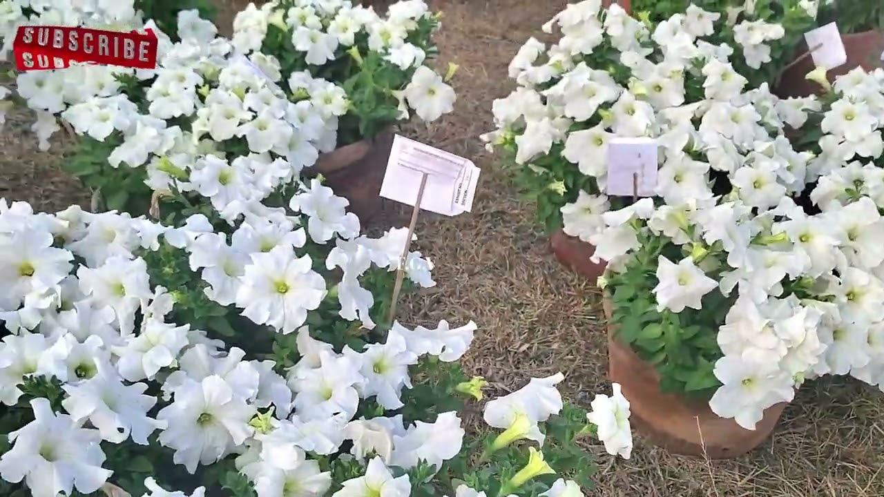 FGV-191 |Beautiful  Colouring Flowers |সুন্দর রঙিন ফুল