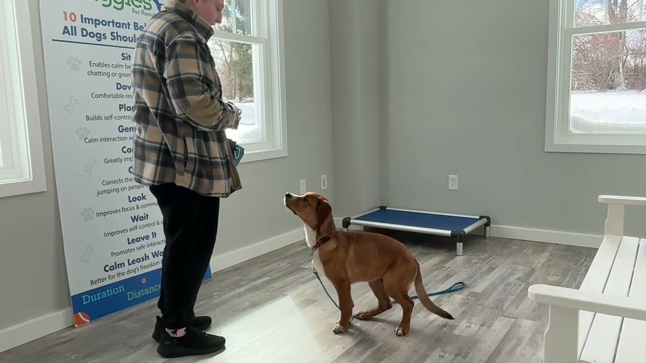 Beans- Working on come, sit, down, place, and look