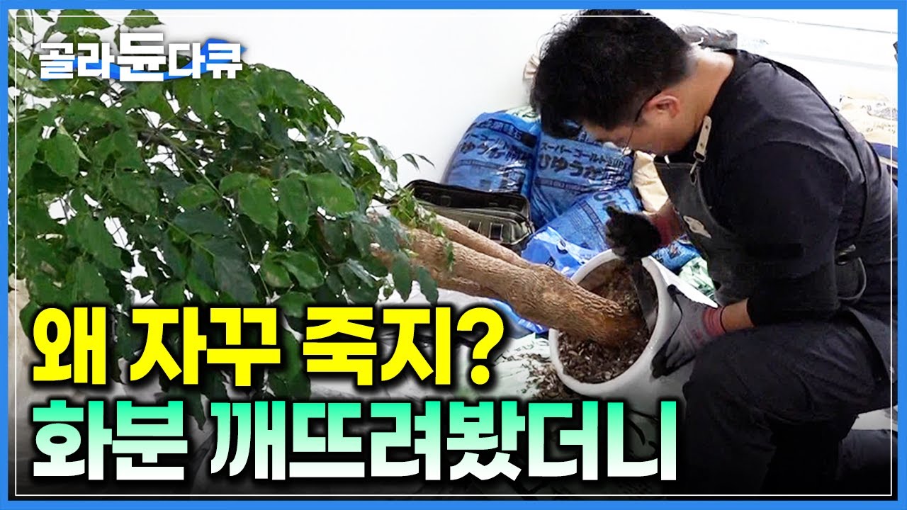 &lsquo;왜 자꾸 죽나 했더니&hellip;&rsquo; 거침없이 깨뜨린 화분 속에서 등장한 수상한 덩어리들｜'반려식물계의 중증외상센터' 식물 집사 서비스｜식집사｜극한직업｜#골라듄다큐