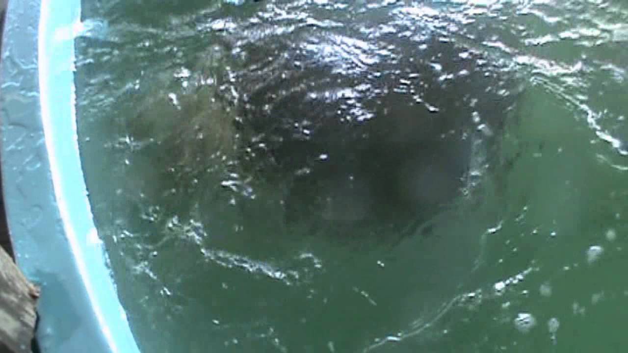 Sea Turtle Rescue Ctr, SOUTH PADRE ISLAND, TX