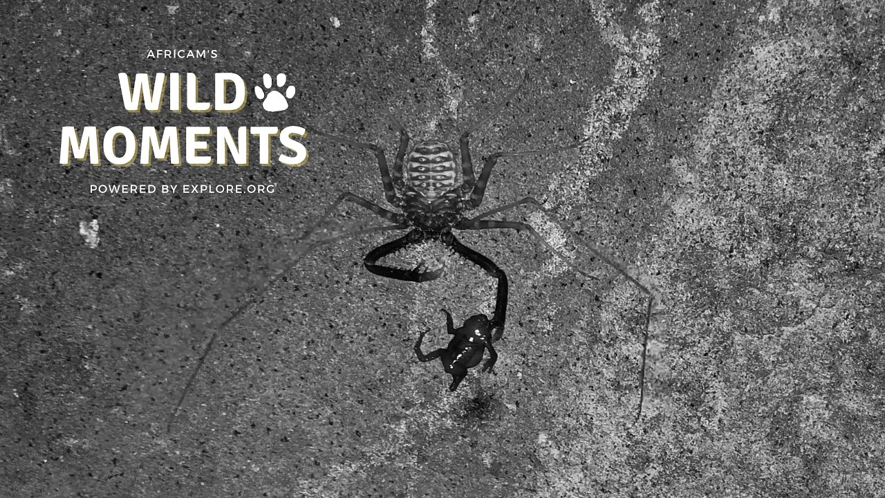 Creepy Crawlies & Critters | Wild Moments | February 26