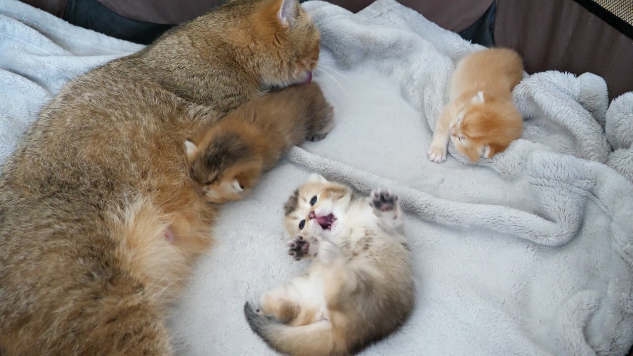 Cute kitten who can't wait for mommy cat to lick it...