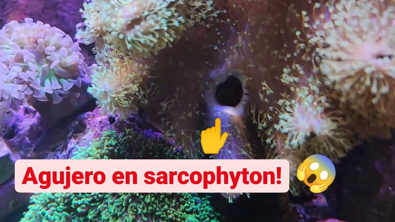 Esqueje sarcophyton de forma NATURAL | ESQUEJAR CORAL BLANDO