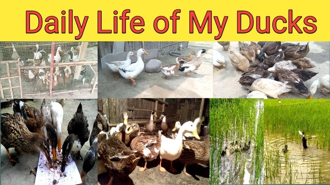 Daily life of ducks | गाँव मे बतख कैसे पालन करे | Duck farming in Hindi