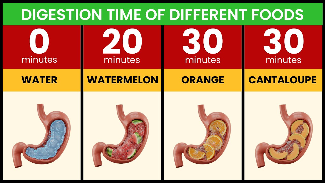 How Long Do Foods Stay In Stomach? | Fast vs Slow | Digestion Time |