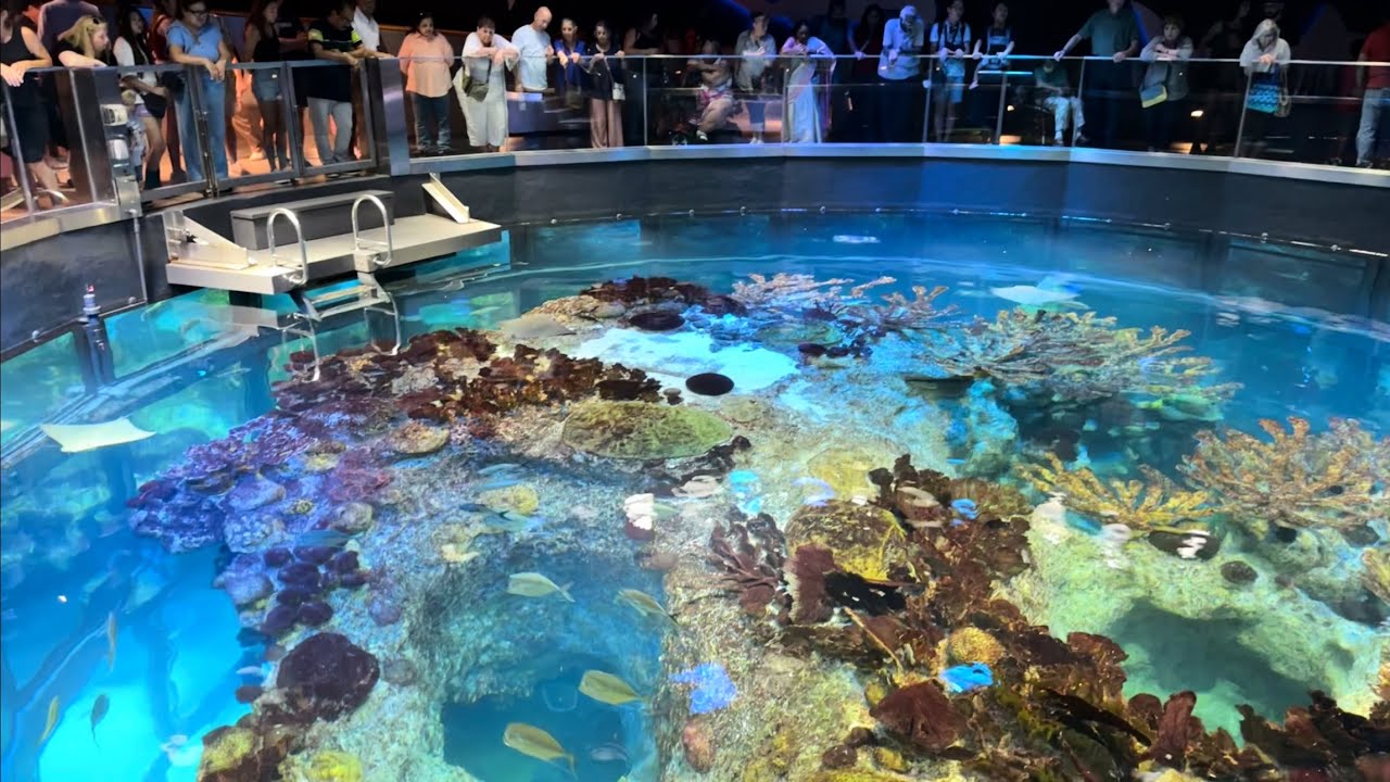 Visita al New England aquarium en Boston, Massachusetts. Acuario de Boston