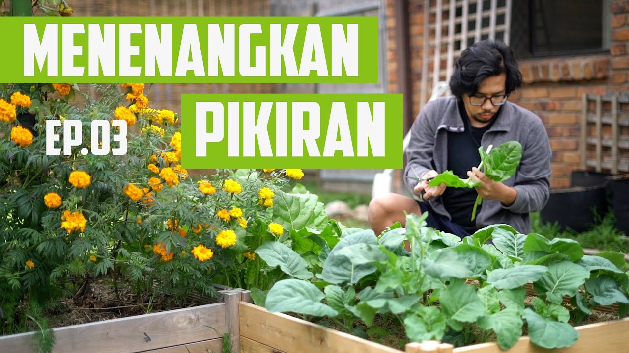 Menenangkan Hati dan Pikiran Di Rumah - Berkebun Ep. 03