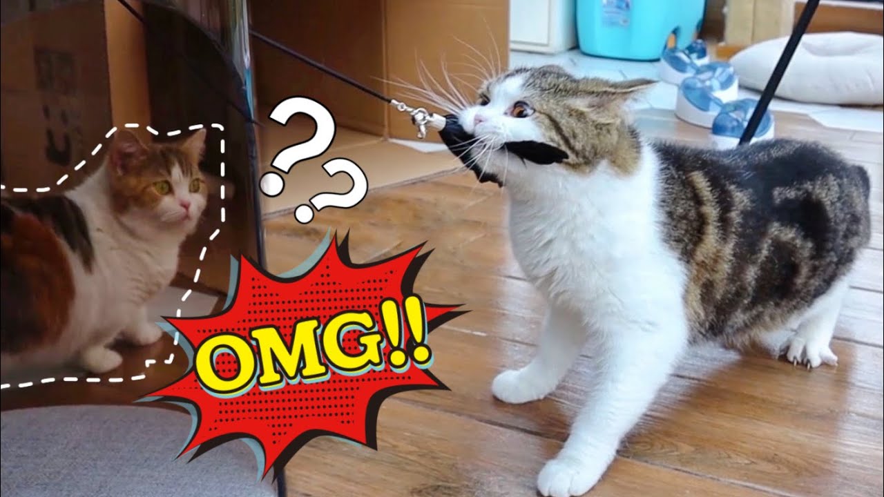 主人開箱新貓窩，喵星人搗亂過火現場翻車，笑到肚子疼！ ｜李喜猫