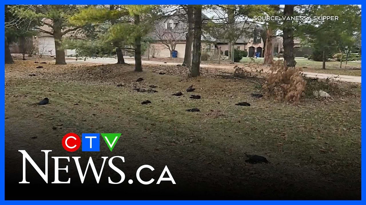 Dead crows in Chatham-Kent test positive for avian flu