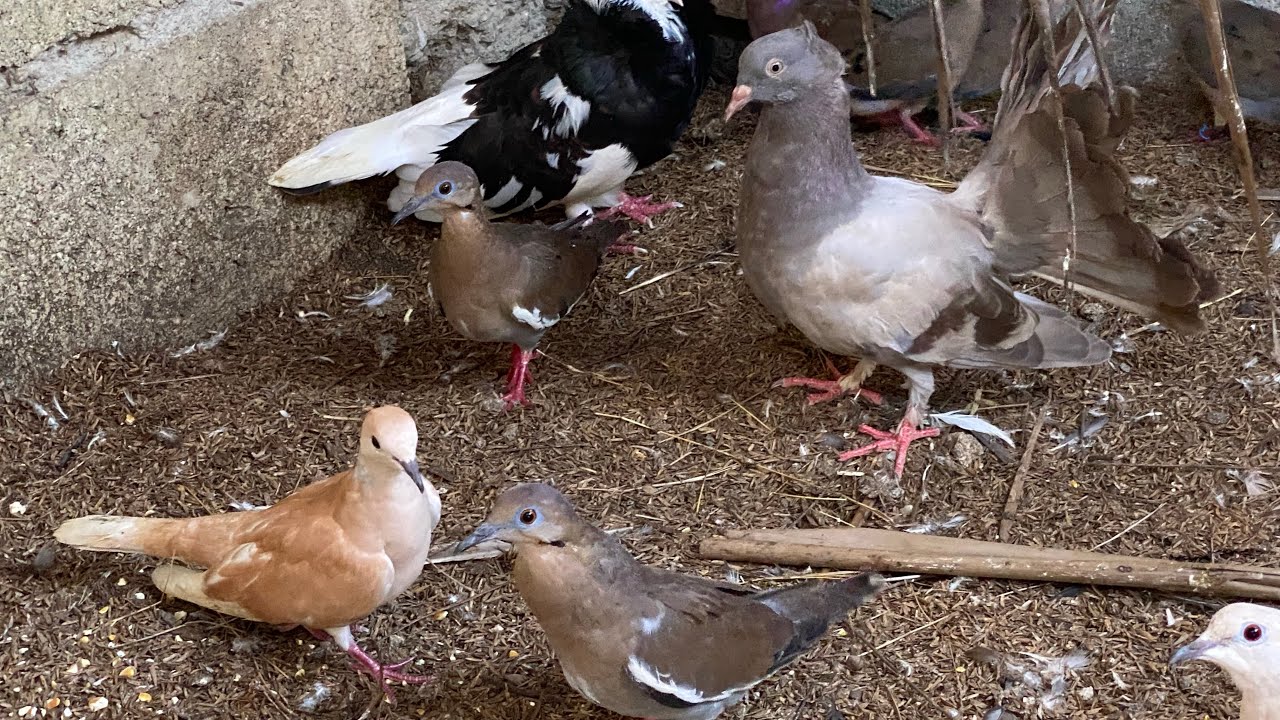 ¿SE PUEDE APAREAR TÓRTOLAS CON PALOMAS ?