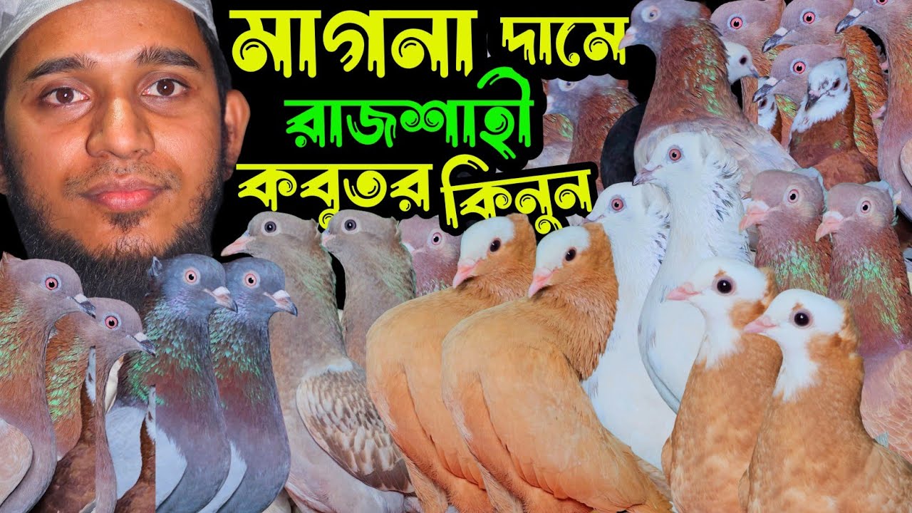 মাগনা রাজশাহীর বিখ্যাত ডিগবাজি দেয়া হাইফ্লায়ার গিরিবাজ কবুতর কিনুন | বাকবাকুম পায়রা | Pigeon |