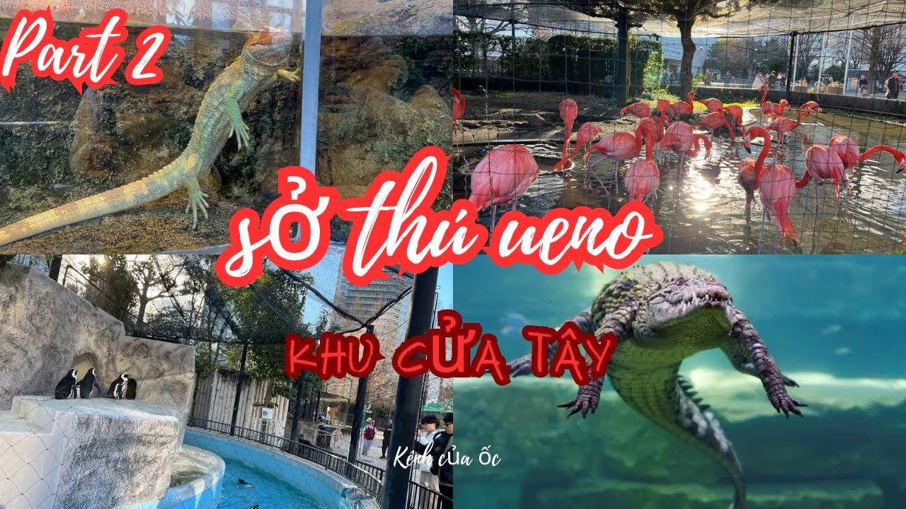 🇯🇵Du lịch Nhật Bản : Bên trong sở thú UENO có gì Part 2 #japantravel #dulichnhatban #tokyo