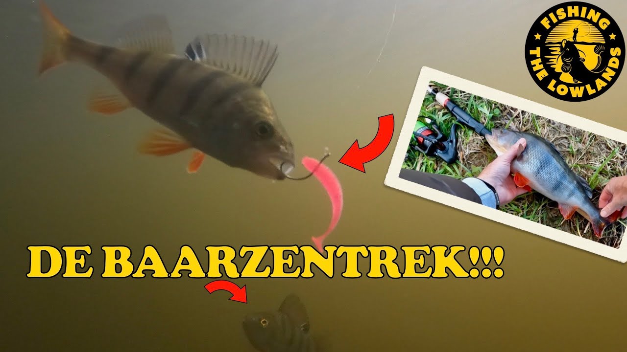 De Baarzentrek! De beste periode van het jaar om op baars te vissen.