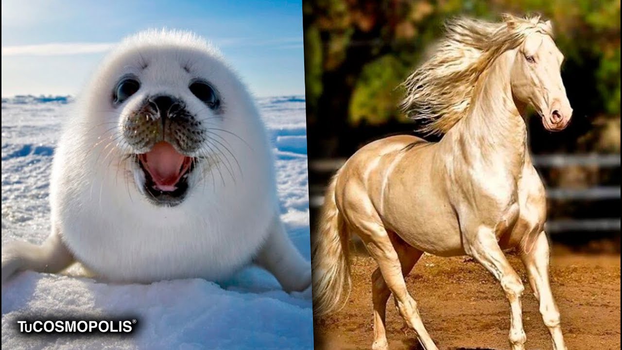 Los ANIMALES m&aacute;s HERMOSOS del MUNDO