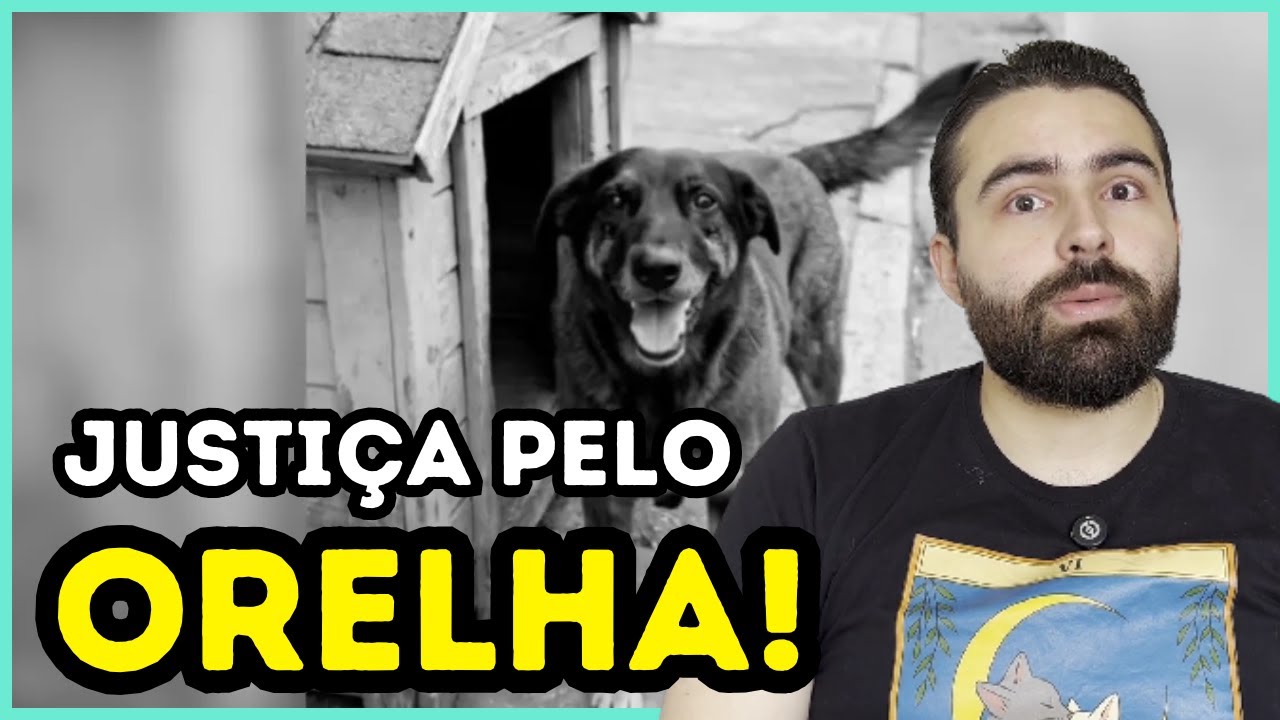 O Caso do Cão Orelha, a Impunidade e o Fracasso do Brasil em Proteger os Animais!