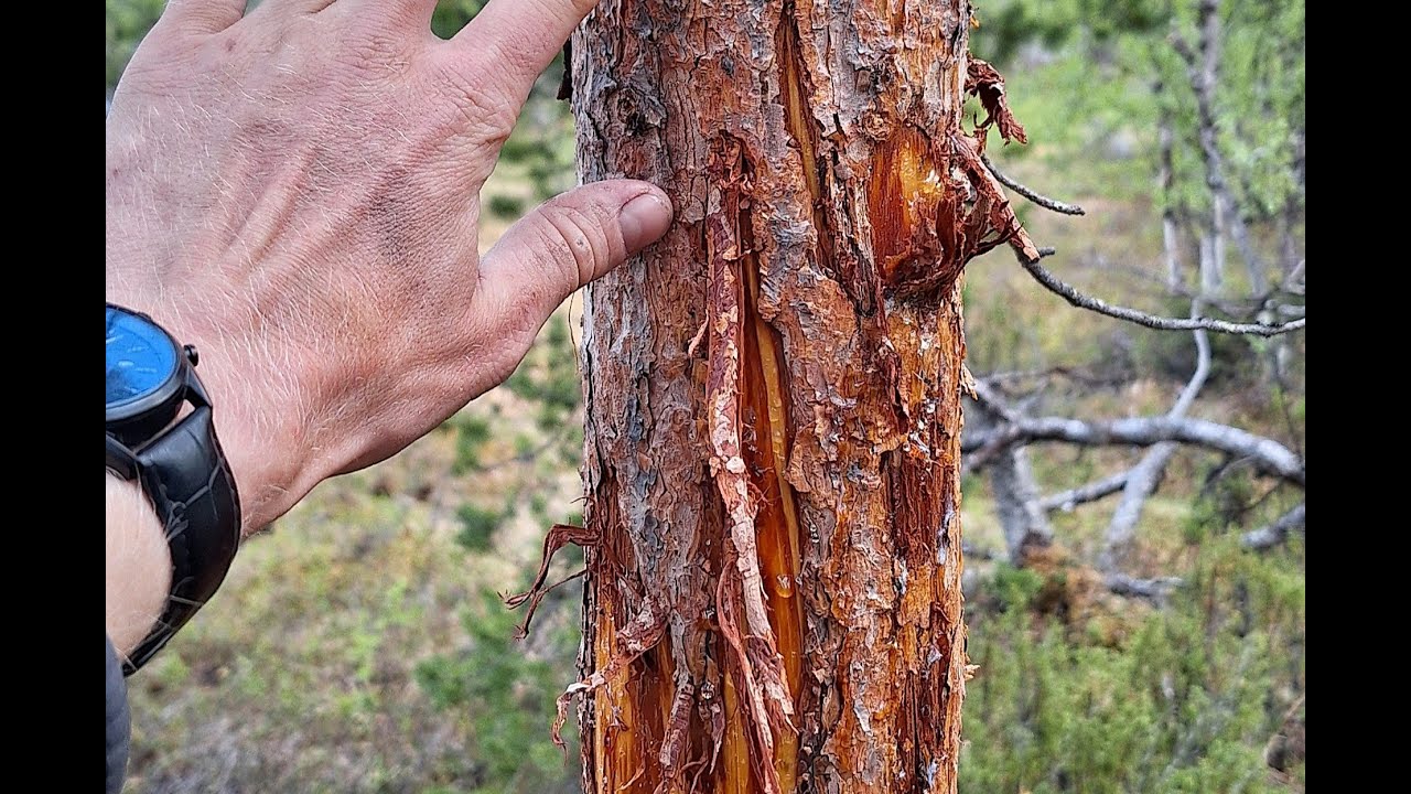 Pasvik på langs - episode 3: På sporet av bjørn