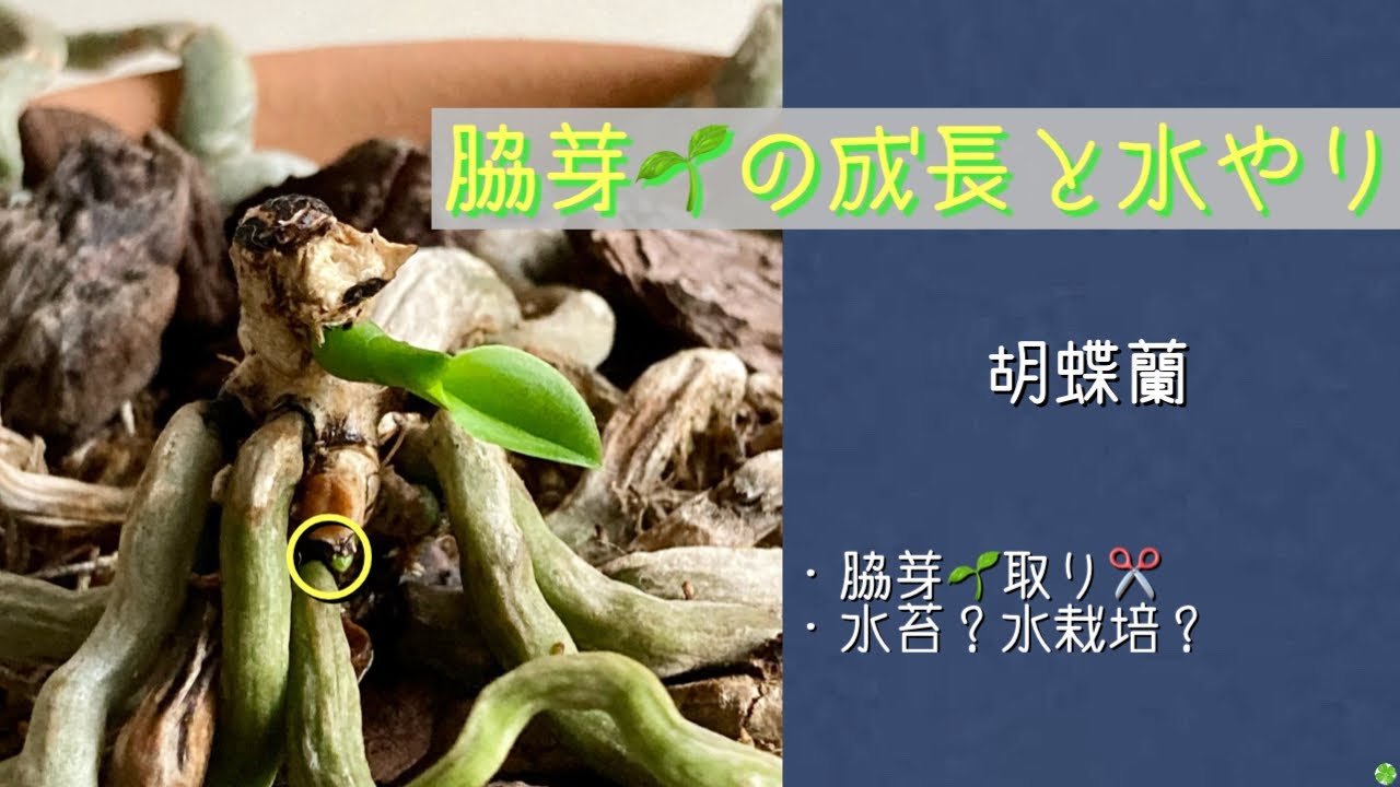 2024年8月31日　胡蝶蘭　《胴切り》をして出た脇芽🌱の水やり　成長した脇芽🌱を切り取る✂️　ランラン　アマビリス　アンナララティーそっくりさん　満天紅　マイクロシーナ　リンリン　パプリカ