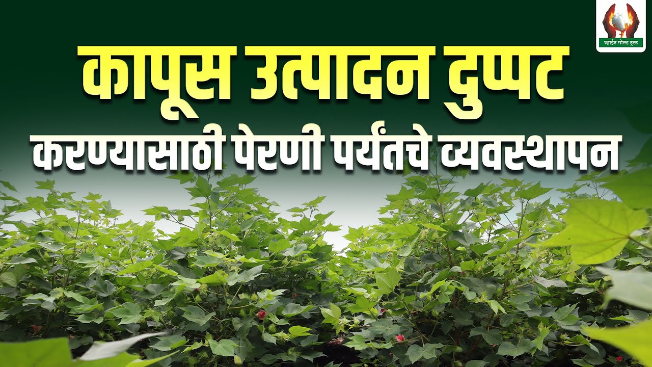 कापूस उत्पादन दुप्पट करण्यासाठी पेरणी पर्यंतचे व्यवस्थापन #कापूस #पेरणी