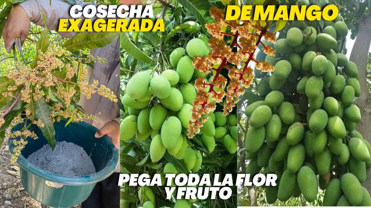 Floración exagerada de Mango pega toda la flor y fruto con este poderoso abono orgánico