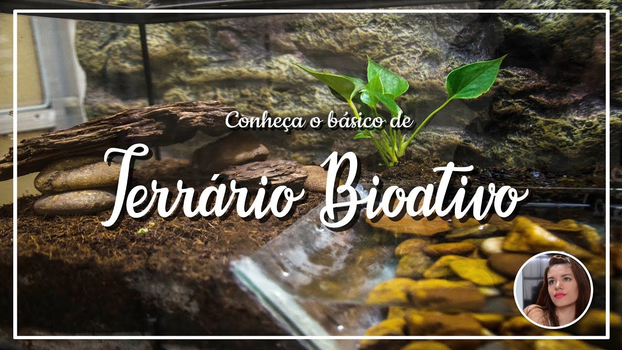 Básico sobre Terrário Bioativo