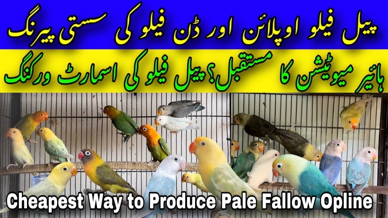 Cheapest way to Produce Higher Mutation Like Palefellow & Dunfellow Lovebirds