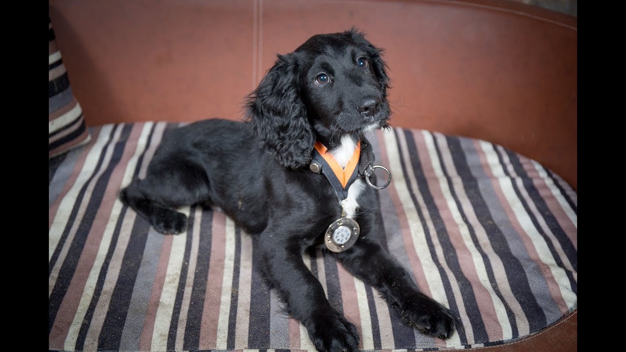 Draper - Sprocker Puppy - 3 Weeks Residential Dog Training