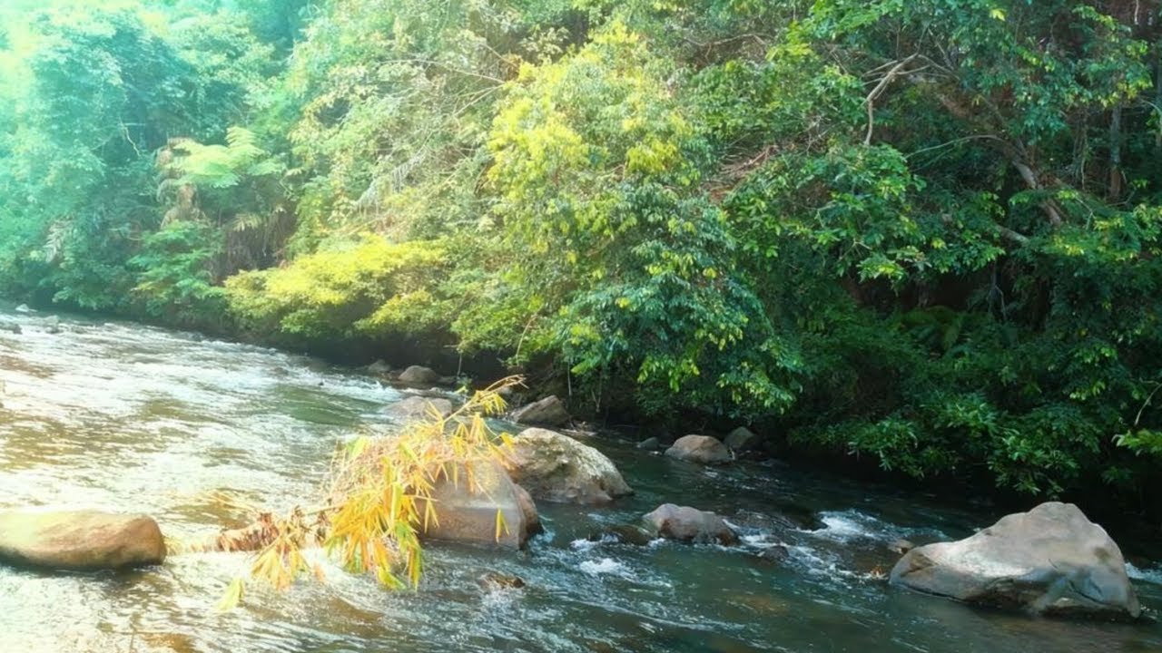 Natural River Sounds in the Forest | Sleep White Noise