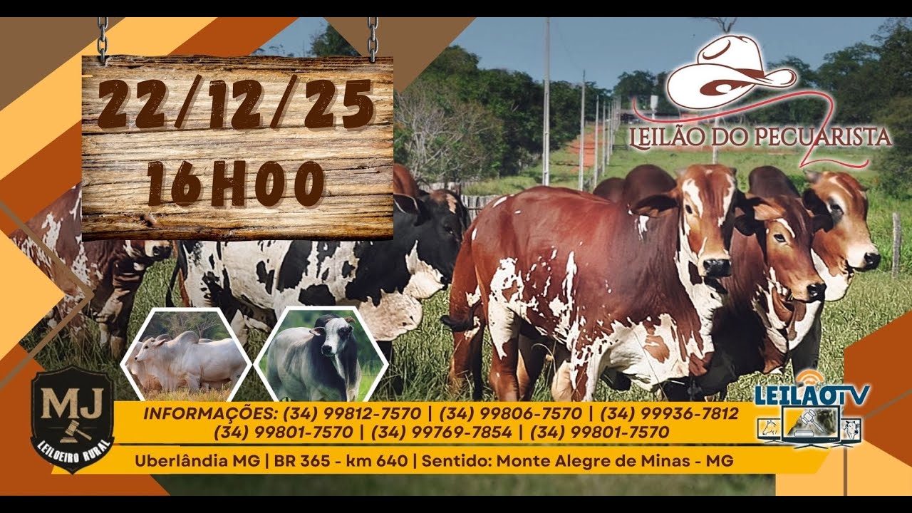 LEILAO DO PECUARISTA - 22/12/25  -  UBERLÂNDIA MG
