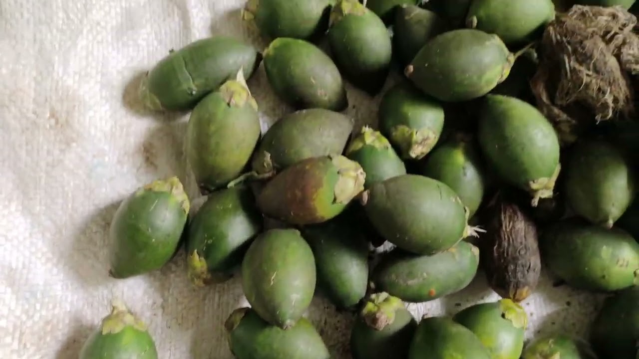 Arecanuts ..Harvested ...