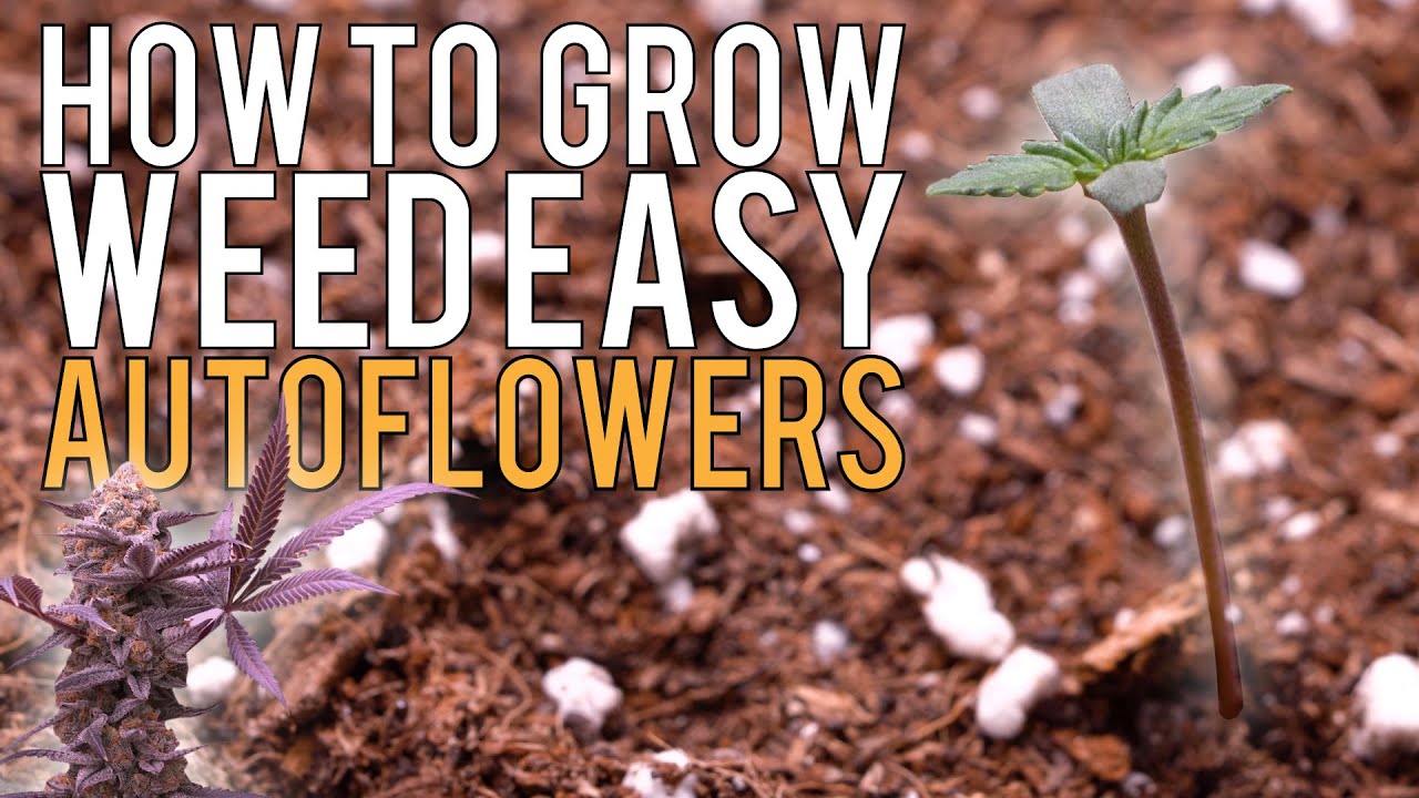HOW TO GROW WEED EASILY (AUTOFLOWERS)... JUST ADD WATER! DETAILED SUPER SOIL GUIDE FOR BEGINNERS EP1