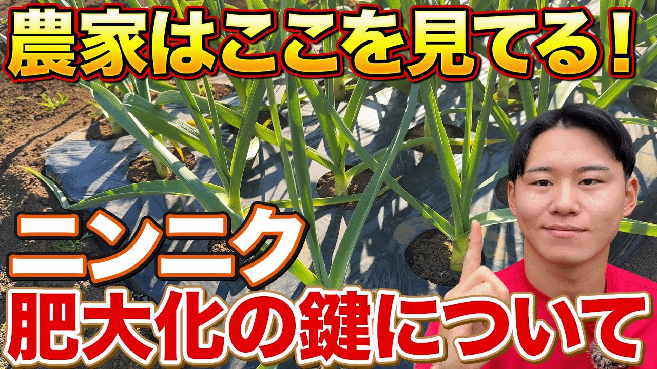 【超大事】ニンニク栽培で球を太らせたいなら冬の間に〇〇をチェックして！
