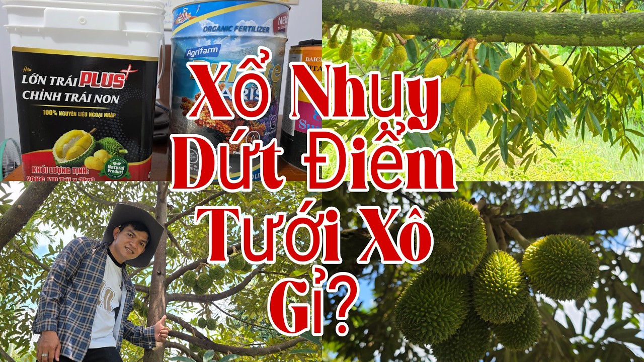Xổ Nhụy Dứt Điểm Tưới Gì Cho Cây Chạy Trái Nhanh Tròn Trái Hạn Chế Rụng Trái Non