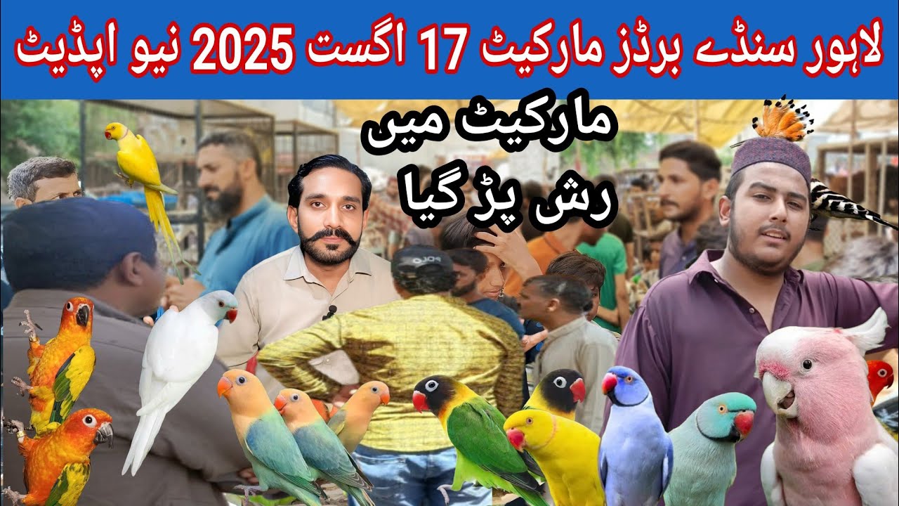 Lahore Sunday Birds market 17 Aug 2025 new update and sasta Birds Bazar@databirdsinfo 
