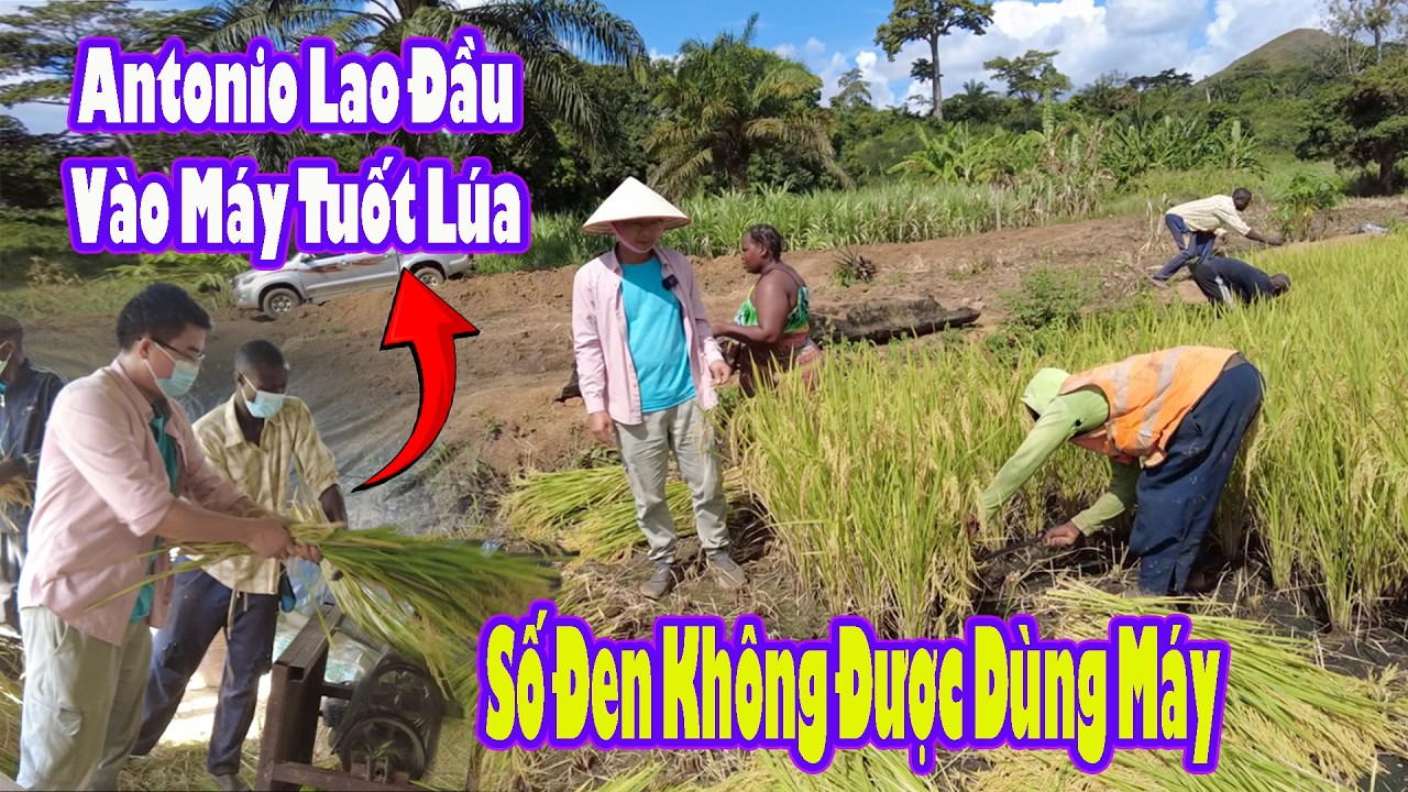 Antonio bị cuốn vào máy tuốt lúa và cái số không được sử dụng máy|| 2Q VLogs Cuộc Sống Châu Phi