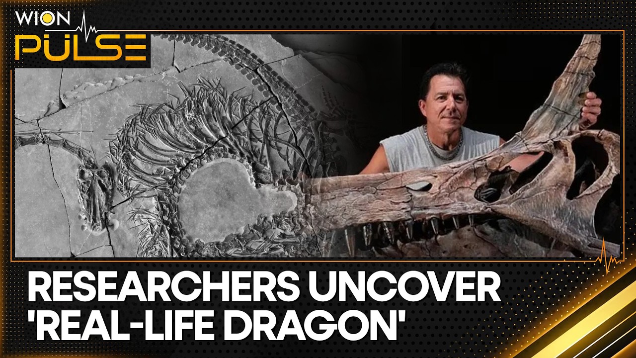 Sahara Skull Shocks World, New 'Scimitar-Crested' Spinosaurus Species Discovered | WION Pulse