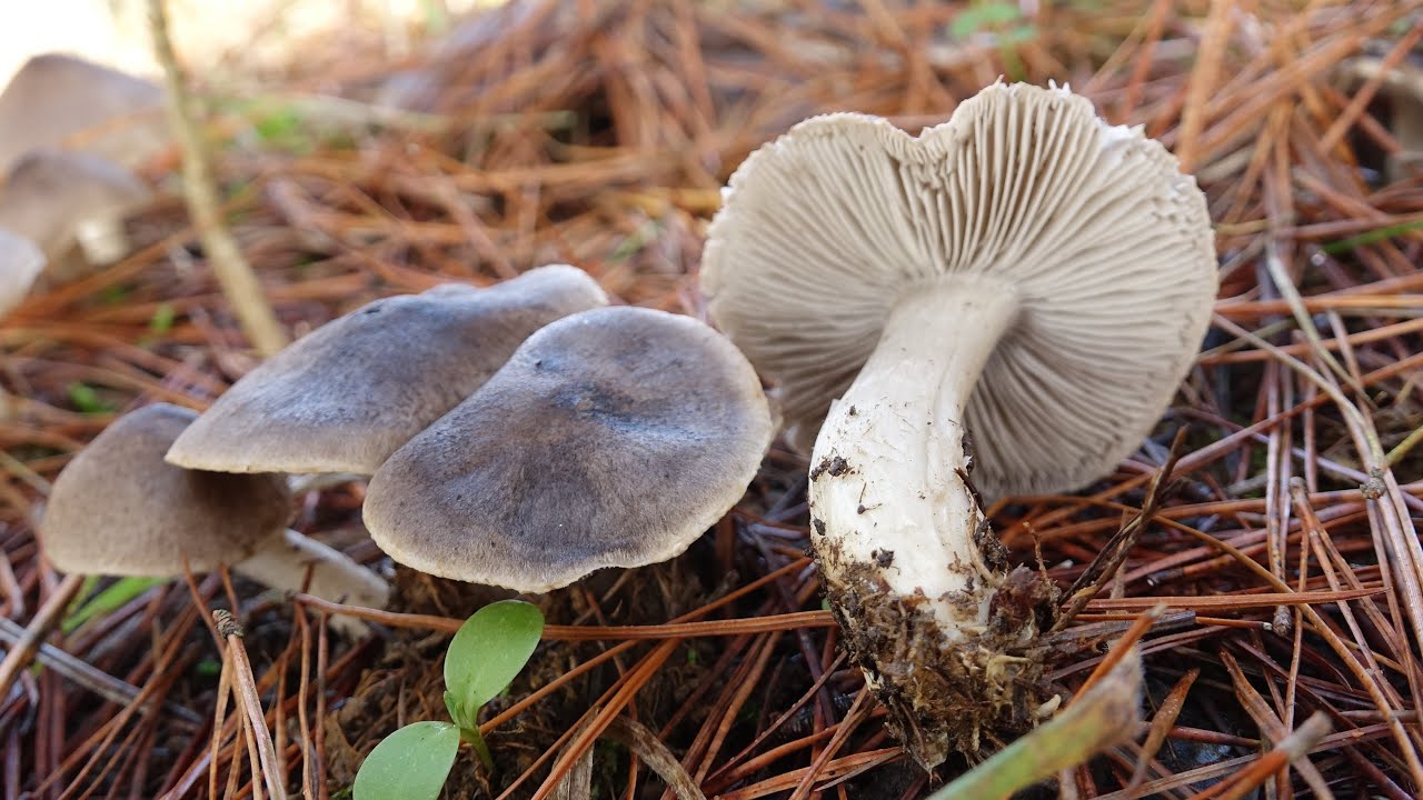 Tricholoma terreum - Negrilla 🍄🐭 La seta de piel de ratón