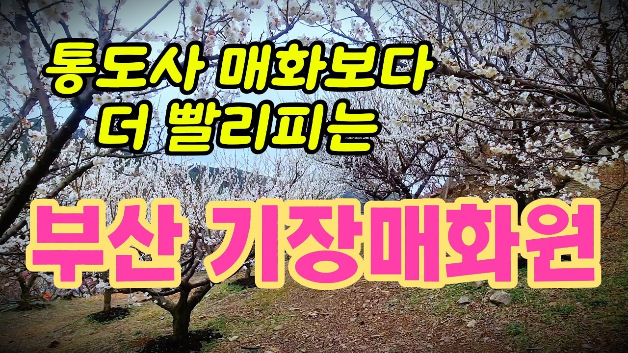 통도사 보다 빨리 피는 기장매화원  매화(2026.2.27)