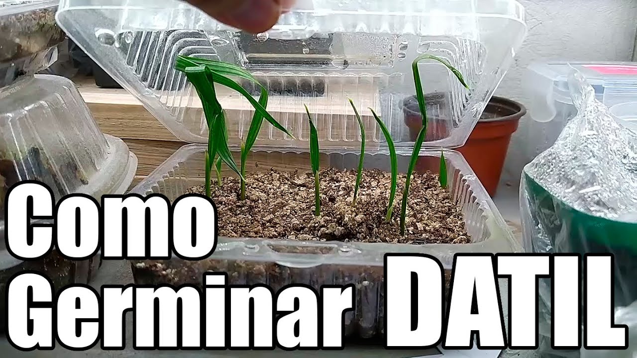 Como germinar SEMILLAS DE DATIL || Bananafabric
