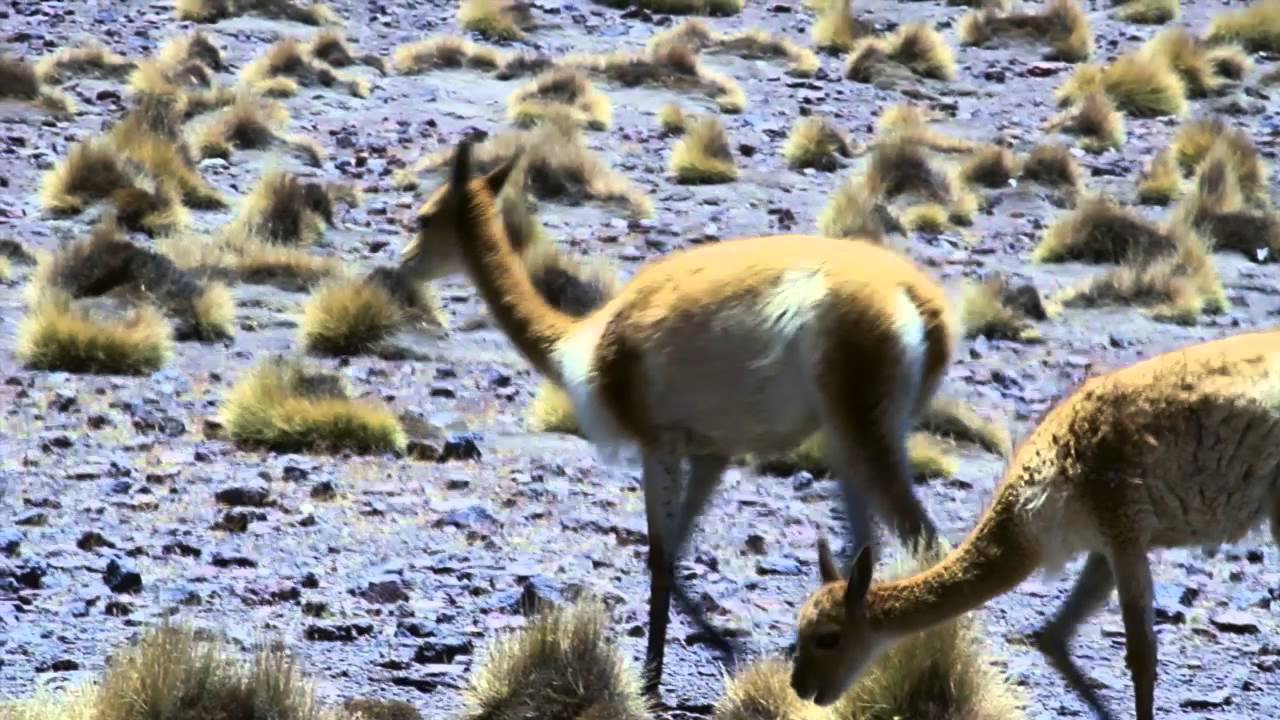 Amazing travel video - 8 months backpacking around the world