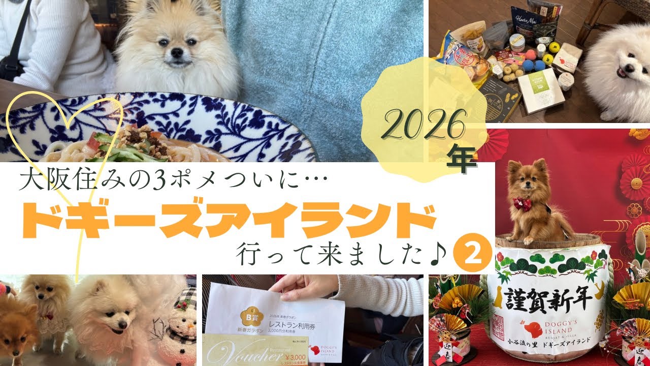 【ドギーズアイランド】お正月にドギーズアイランド♪ファミリーロッジフォレストテラスに泊まったよ♪大阪〜千葉へ車旅②