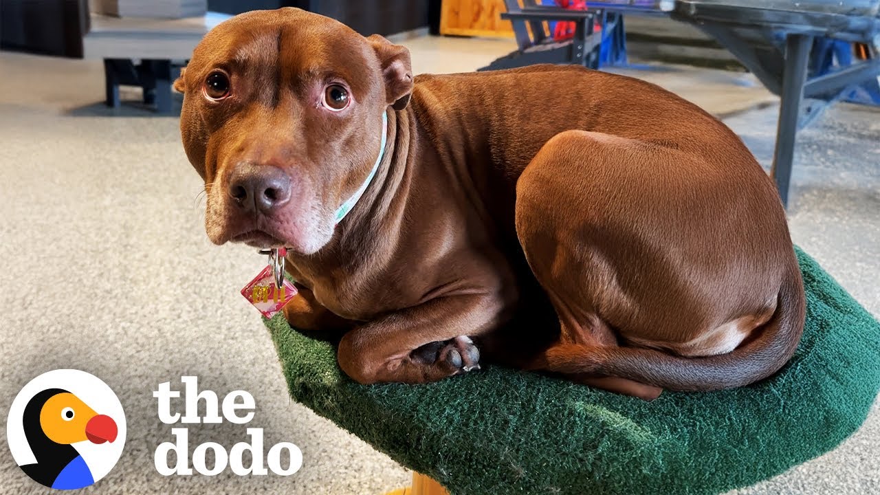 Pittie Raised With Cats Thinks He Is One | The Dodo
