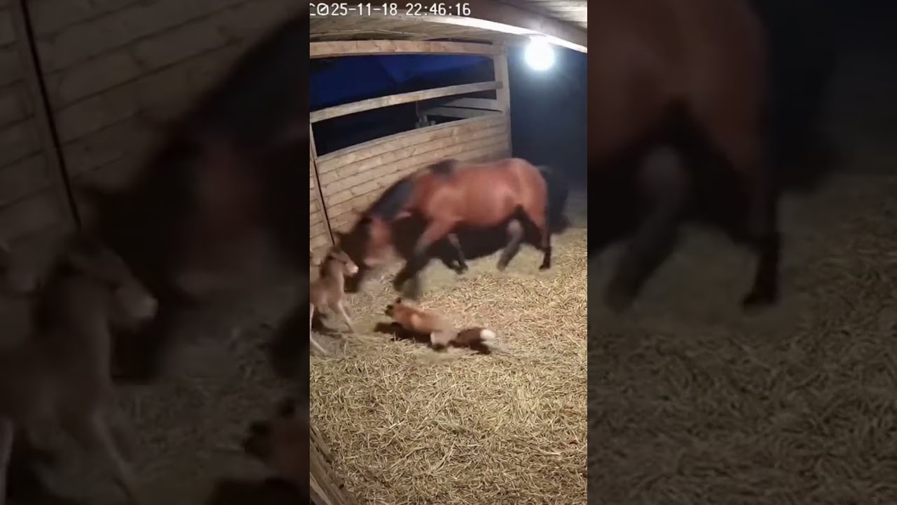 A Display of Dominance: Mare Shows Fox Who's Boss