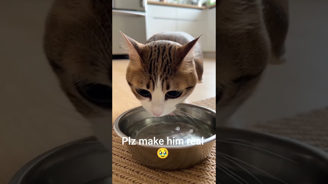 What's your favourite pet #cat #reels