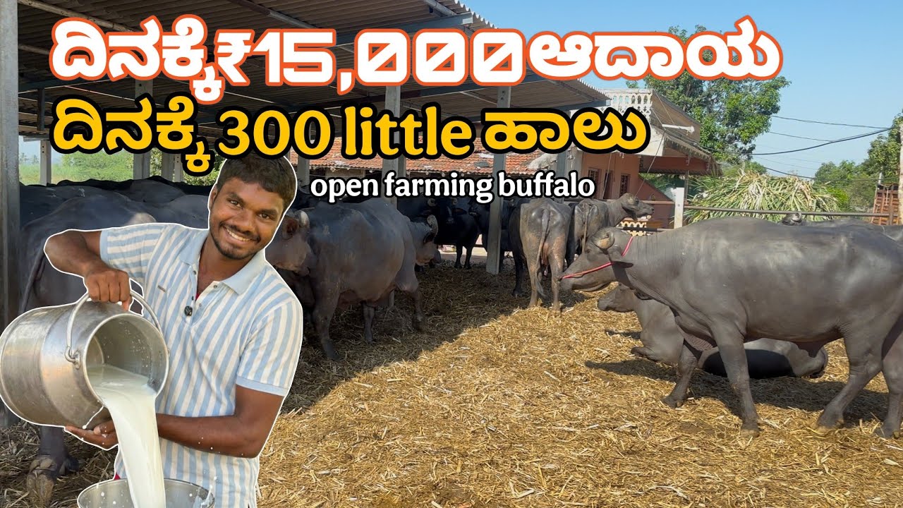 Open farming ಎಮ್ಮೆ 🐃 ಸಾಕಾಣಿಕೆ 😯|ವಿಠ್ಠಲ ಸಾಹುಕಾರ dairy farm ಜೋಡಟ್ಟಿ| Karnataka farmer