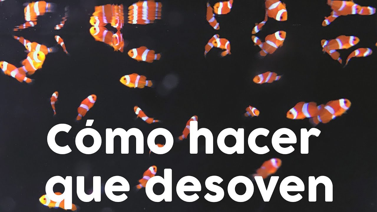 ¿Quieres que desoven tus peces payaso? - ¡Aquí aprenderás cómo hacerlo! | AcuaTV