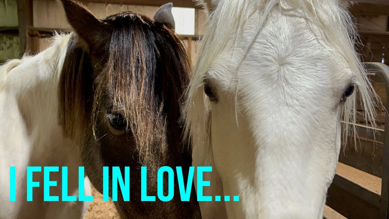 HORSE AUCTION! Browsing the horse sale | 2024