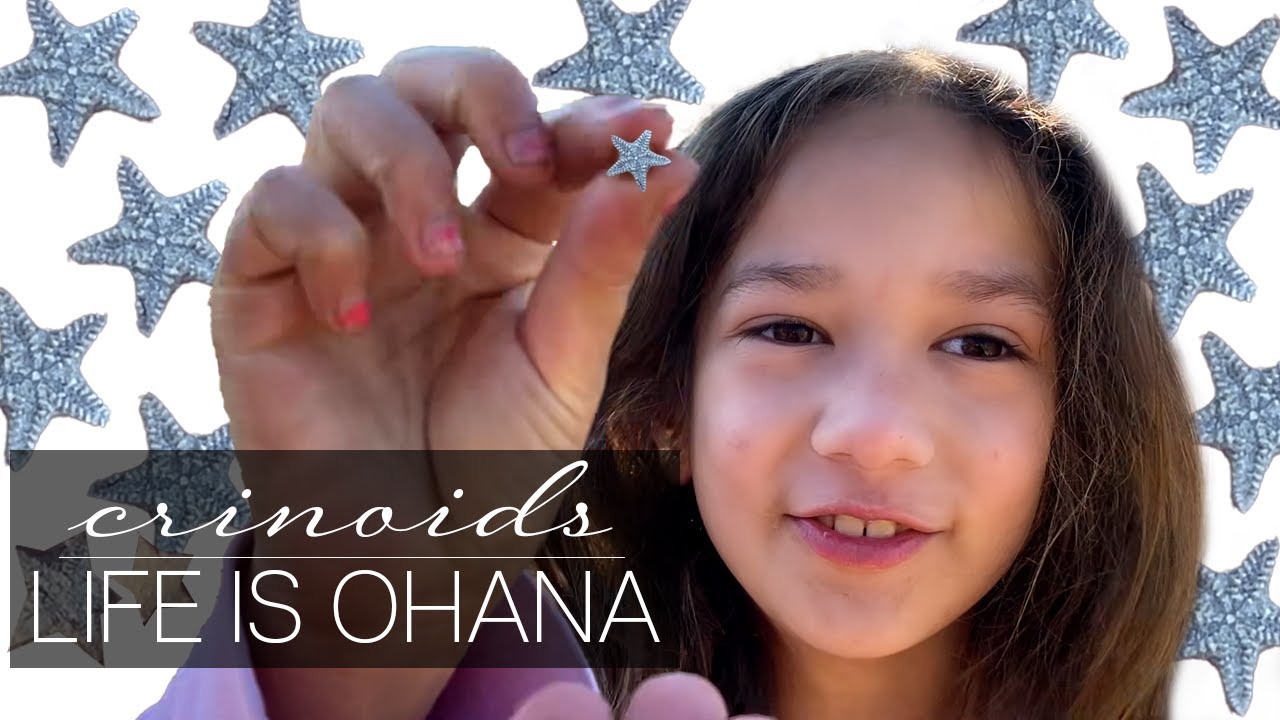 Starfish Shaped Fossils: Southern Utah