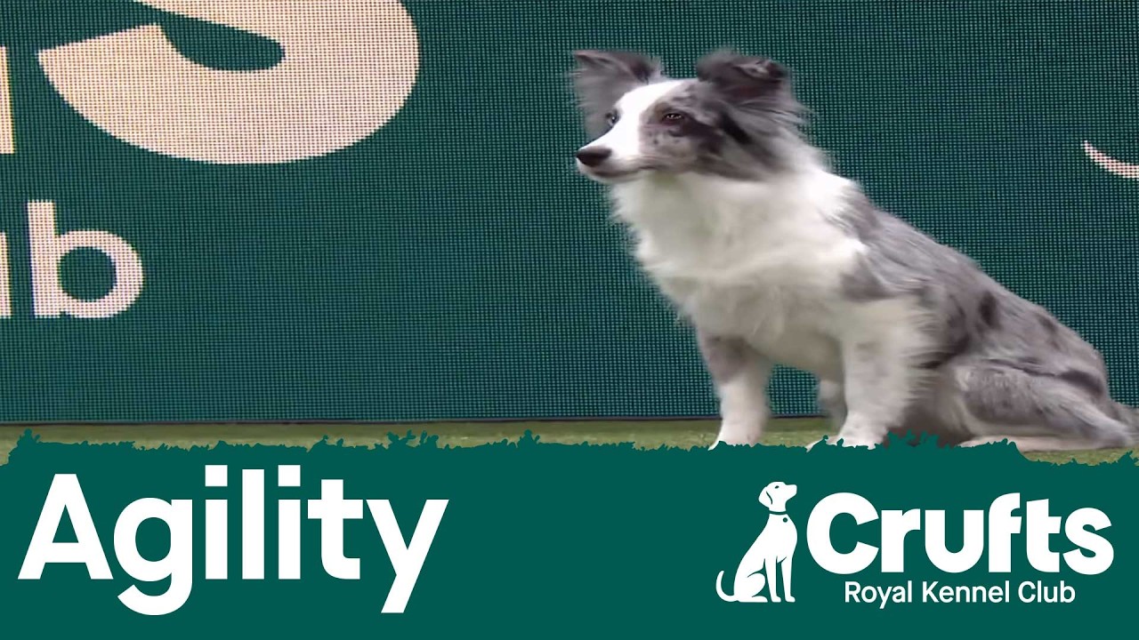Agility - Crufts Singles Heat - (Jumping) - Part 1 | Crufts 2026