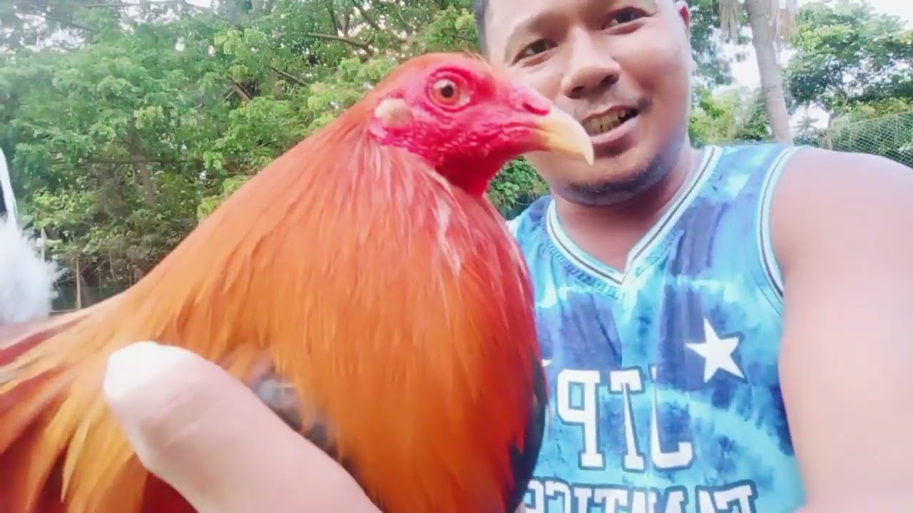 JTP GAMEFARM. 3 quality broodcock